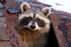 Washtenaw Raccoon Control, This Raccoon Was Exiting From the Roof