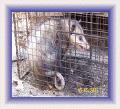 Opossum control and opossum removal