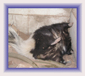 Dead Skunk in Crawl Space