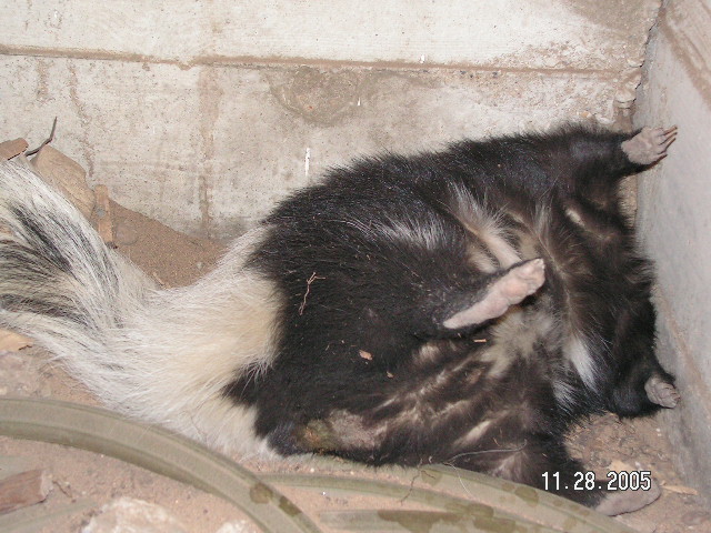 dead animal rot in your crawl space