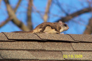 Michigan flying squirrel control