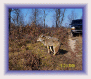 Coyote Control and Coyote Removal