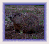 Groundhog control and Grondhog Removal